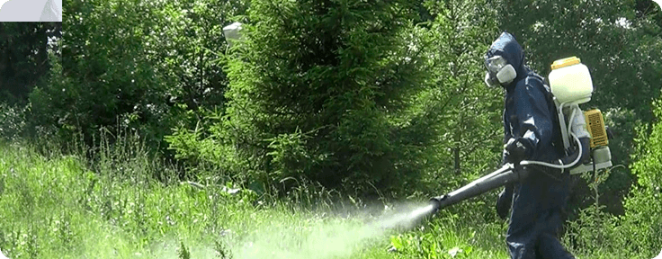 Дезинсекция