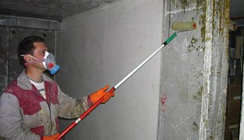 плесень и грибок